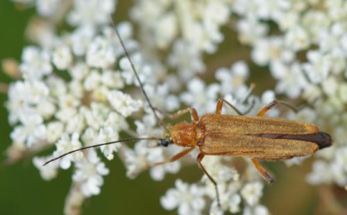 Oedemera podagrariae